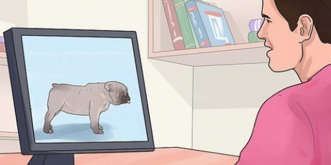 Criação com cães
