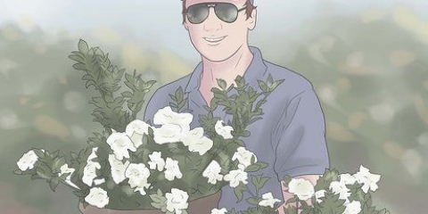 Plantando gardênias