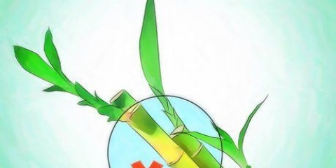 Cultivando bambu da sorte
