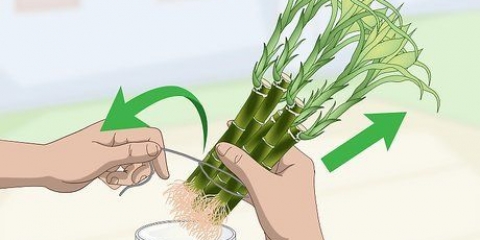 Propagação do bambu da sorte