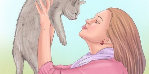 Demonstrando afeto a um gato