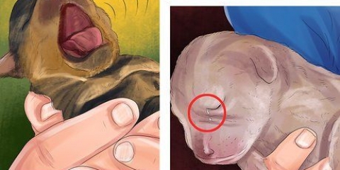 Reconhecendo problemas de saúde em filhotes recém-nascidos