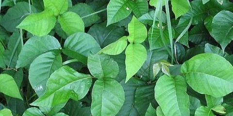 Identificando a hera venenosa