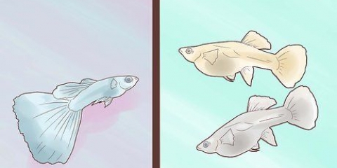 Guppies de reprodução