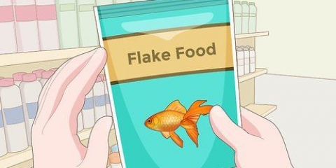 Alimentando guppies