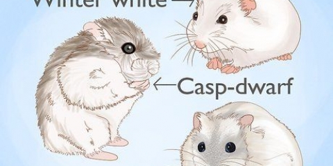 Criação de hamsters