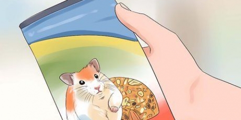 Alimentando hamsters