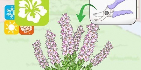 Poda de plantas de urze