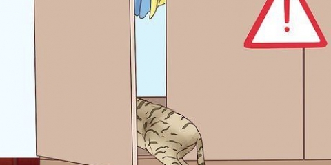 Reconheça que um gato vai dar à luz