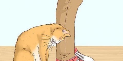 Reconhecer se um gato é um gato de rua