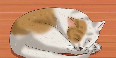 Reconheça se o seu gato teve um derrame