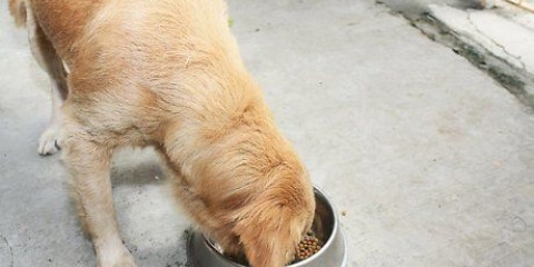 Controlar o comportamento do seu cão tornando-se um líder de matilha