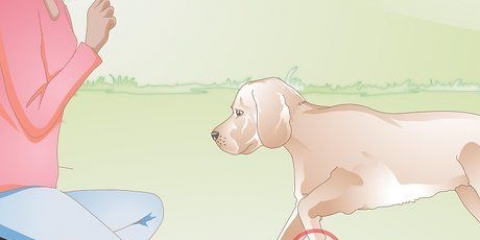 Cuidando da almofada do pé rasgada de um cão