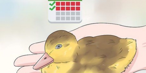 Determinando o sexo de um filhote de pato