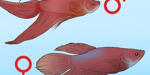 Determinando o sexo de um peixe betta