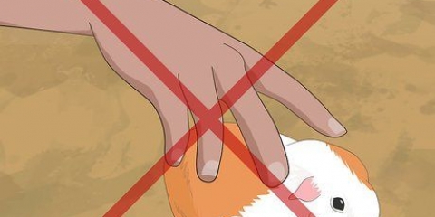 Determinando o sexo de uma cobaia