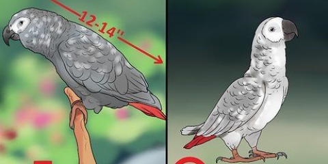 Determinando o sexo de um papagaio cinza
