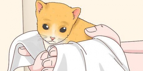 Determinando o sexo de um gatinho