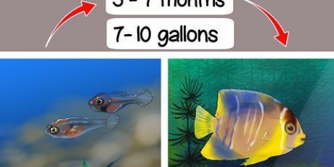 Determinando o sexo de um pterophyllum