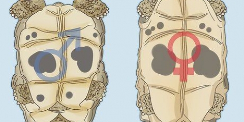 Determinando o sexo de uma tartaruga