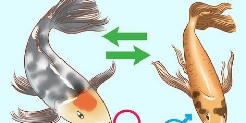 Determinando o sexo de um peixe