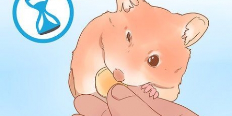 Determinando o sexo do seu hamster