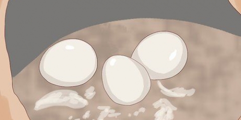 Determinando o sexo dos papagaios