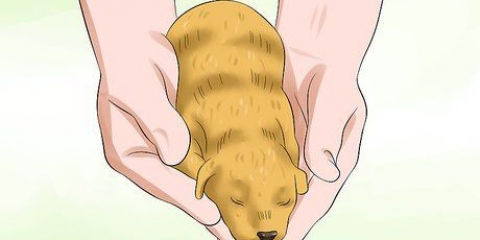 Determinando o sexo dos filhotes