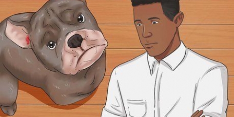 Como fazer a orelha de um cão parar de sangrar