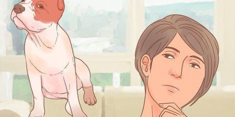 Determinando a raça do seu cão