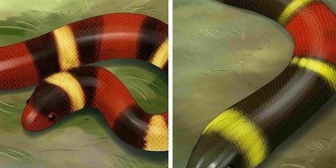 Ser capaz de dizer a diferença entre um kingsnake e um coralsnake