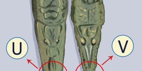 Veja a diferença entre um crocodilo e um jacaré