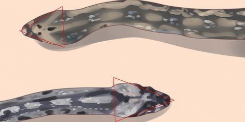 Veja a diferença entre cobras venenosas e não venenosas