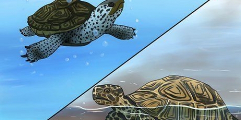 Veja a diferença entre tartarugas aquáticas, tartarugas e cágados