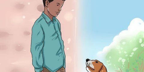 Ganhar a confiança de um cão