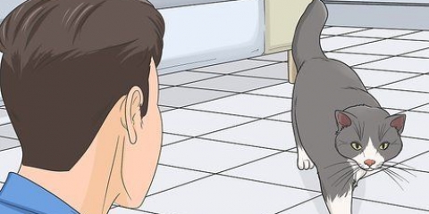 Ganhando a confiança de um gato