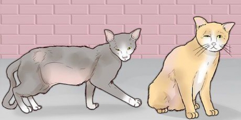 Ganhando a confiança de um gato de rua