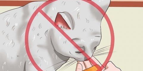 Afastando os gatos