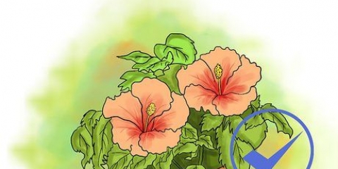 Cultivo de hibisco ao ar livre