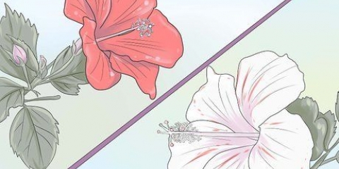 Cultivo de hibisco