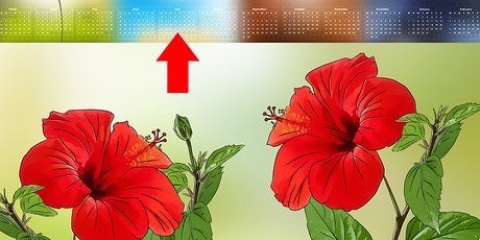 Propagação de hibisco