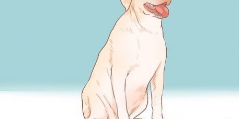 Incentivando os cães a acasalar