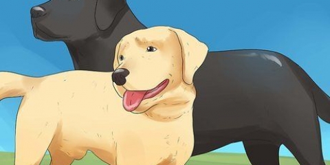 Deixar os cães acasalar