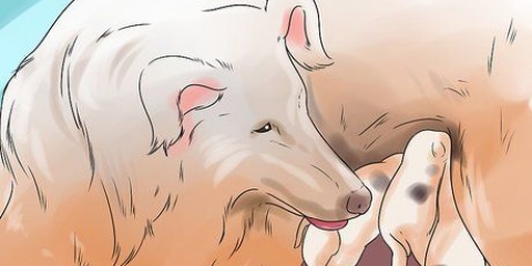 Fazer os cães pararem de comer cocô de cachorro