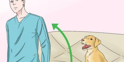 Fazer os cães pararem de lamber
