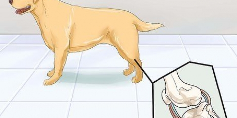 Ajudar cães com problemas articulares e rigidez