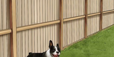 Desencorajando os cães a fazer cocô no quintal