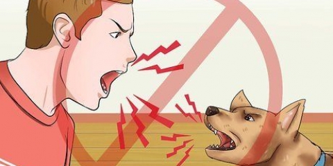 Treinar cães para não latir