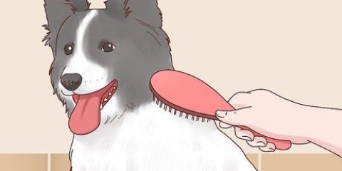 Mantendo os cães aquecidos no inverno