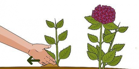 Cultivo de hortênsias a partir de estacas